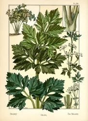 Selleri
